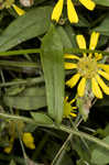 Common sneezeweed